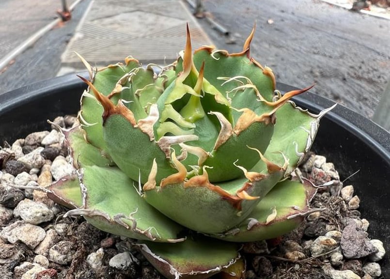 アガベ　チタノタ アガベ・チタノタ 緑水鬼(芽)-002｜agave green submariner | Pl