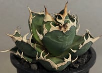 アガベ・チタノタ CJ-Special（芽）-003｜agave titanota CJ-Sp