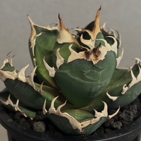 アガベ赤猫 | STORES