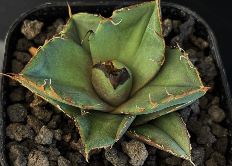 アガベ・チタノタ 黒豹（芽）-055｜agave titanota black panther