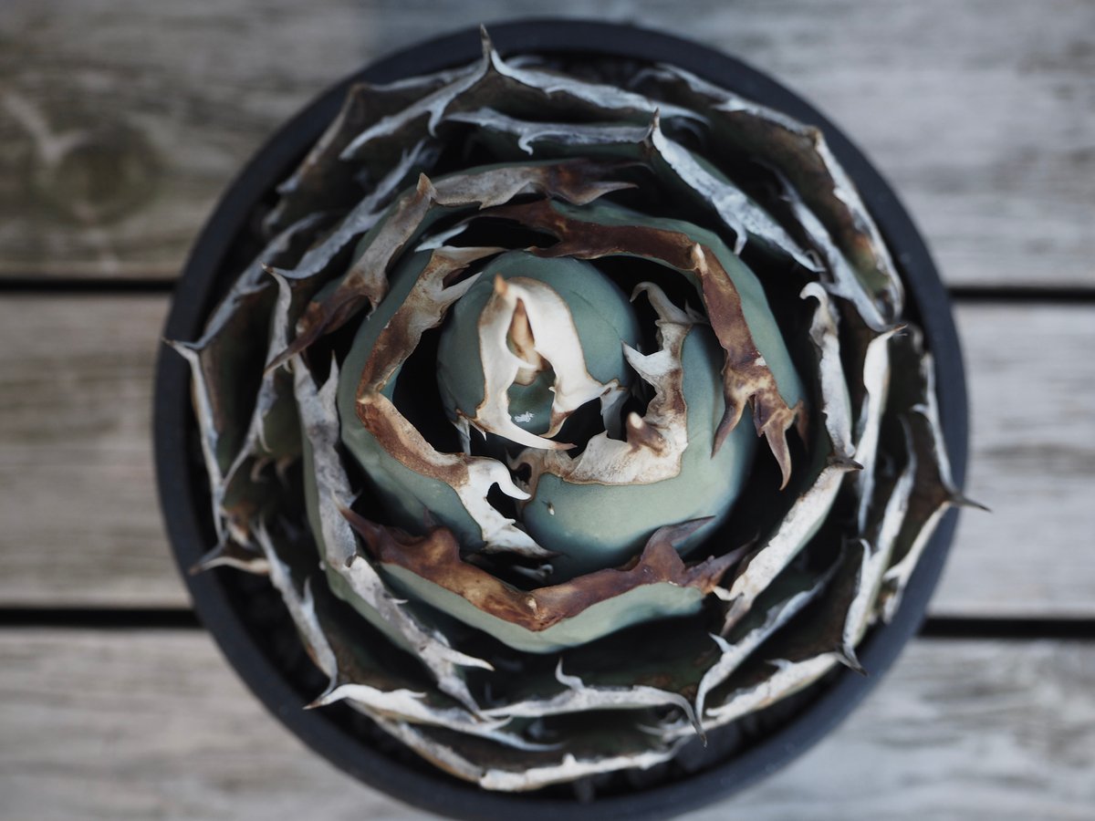 アガベ・チタノタ 烈焔（ボールタイプ）特大-030｜agave titanota