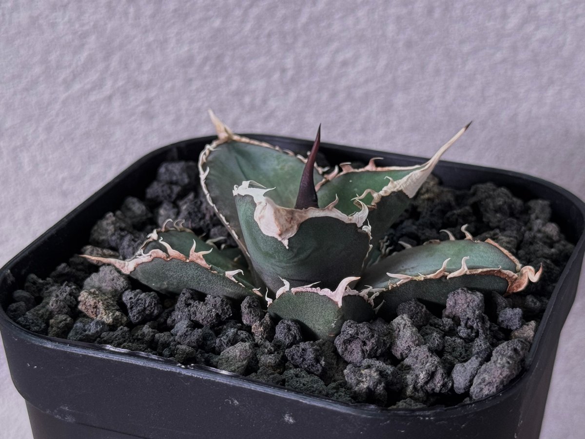 アガベ・チタノタ 緑幽霊（芽）-007｜agave titanota green