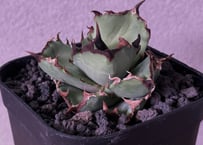 アガベ・チタノタ 白毫刺（芽）-017｜agave titanota | Plus_Plant
