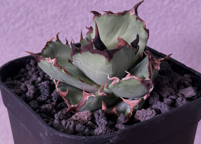 アガベチタノタ ブラックドラゴン Black Dragon /虎鯨 アガベ チタノタ ブラックドラゴン Black Dragon /虎鯨 鉢ごと発送