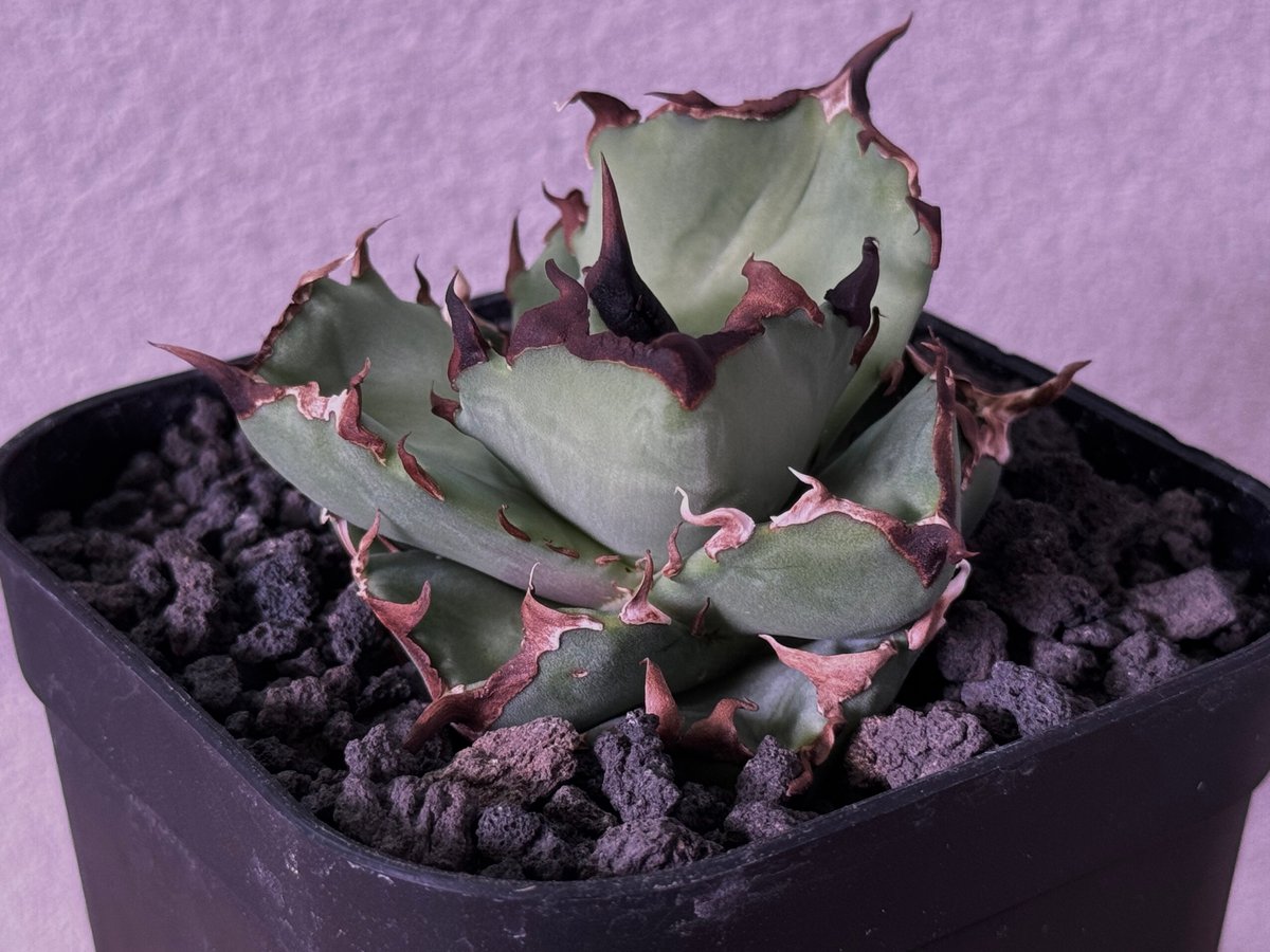 ククサ(taya yauota)作品です。 アガベ・チタノタ 虎鯨/シャチ（芽）-003｜agave titanota orca（Kill