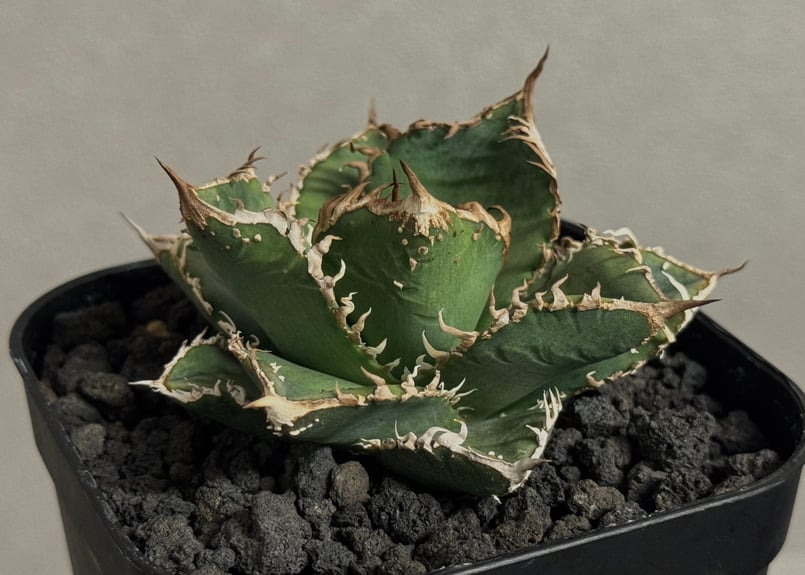 アガベ・チタノタ 蒼龍(芽)-005｜agave titanota blue dragon |