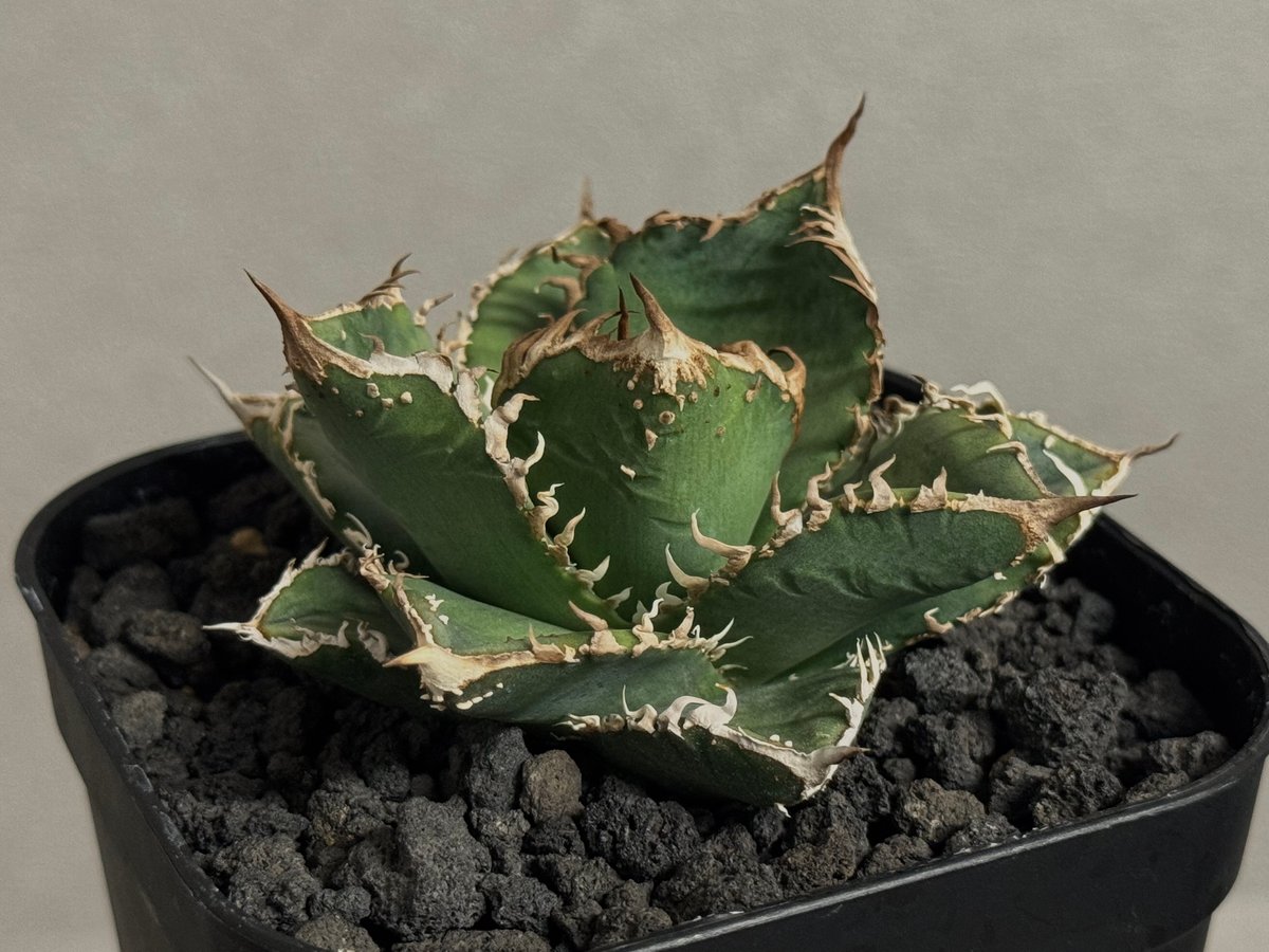 アガベ・チタノタ 蒼龍(芽)-005｜agave titanota blue dragon |