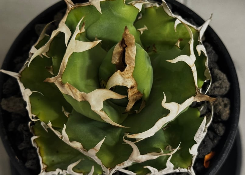 アガベ・チタノタ 中国螃蟹（厳選コンパクト）- 009｜agave titanota