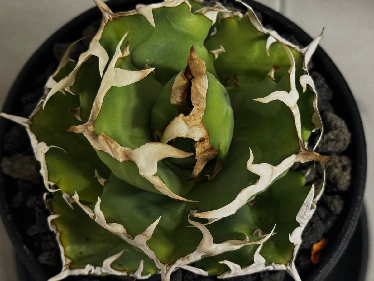 アガベ・チタノタ 中国螃蟹（厳選コンパクト）- 009｜agave titanota