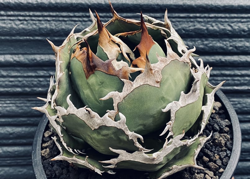 アガベ・チタノタ 烈焔(ボールタイプ)大-004|agave titanota アガベ・チタノタ 烈焔(ボールタイプ)大-004|agave titanota