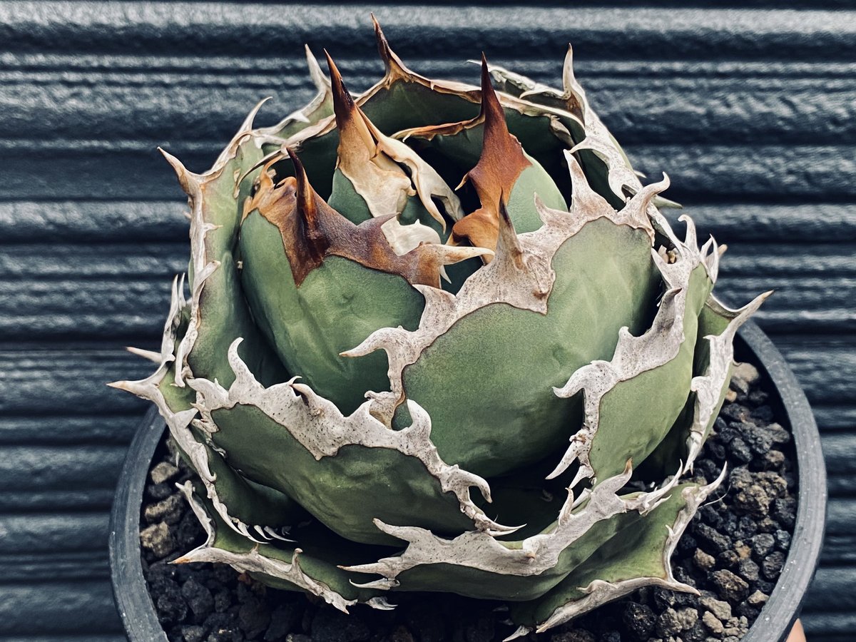 アガベ・チタノタ　烈焔（ボールタイプ）大-004｜agave titanota flameドワーフ