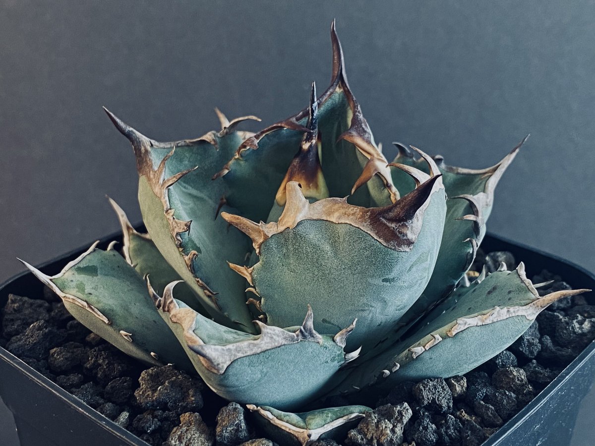 アガベ・チタノタ 阿修羅-006｜Agave titanota ashura | Plus_P