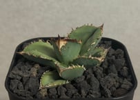 アガベ　チタノタ　ノーネーム　未発根/ オアハカ　オテロイ　皇冠　大白鯊　鰐亀 アガベ・チタノタ（ノーネーム）003｜agave titanota No Name