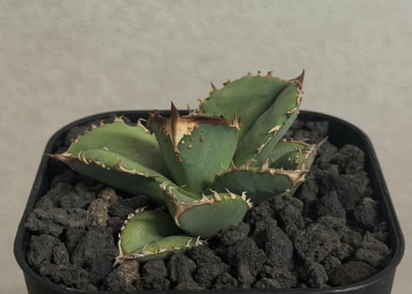 CATEGORY Titanota alligator snapper｜鰐亀 | Plus_P