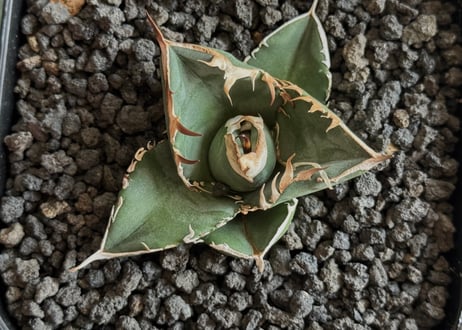 アガベ・チタノタ 中国大白鯊（芽）-005｜agave titanota