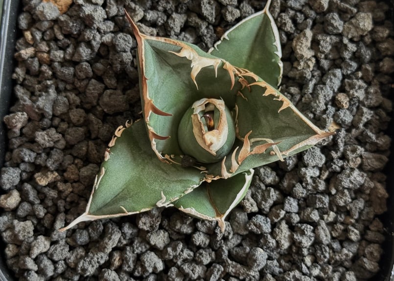 アガベ・チタノタ 中国大白鯊（芽）-005｜agave titanota | Plus_Pla