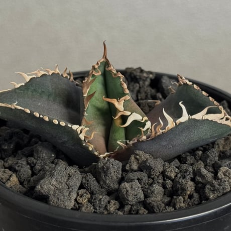 アガベ金剛 | STORES