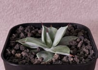 アガベ・チタノタ ビースト-001（芽）｜agave titanota beast