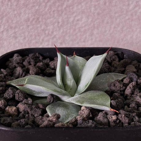 アガベ　一本刺　イシスメンシスハイブリッド アガベ イシスメンシス ハイブリッド 一本棘 一本刺 - メルカリ