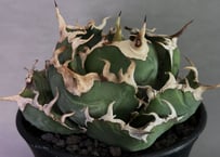 ガンバボーイ　アガベ　チタノタ　大白鯊　lize血統 アガベ・チタノタ 大白鯊／Lize血統（芽）-004｜agave titanota
