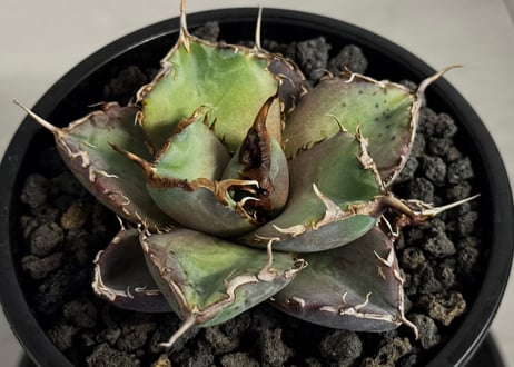 アガベ・チタノタ 澳洲鑽石(芽)-006｜agave titanota australia diamond