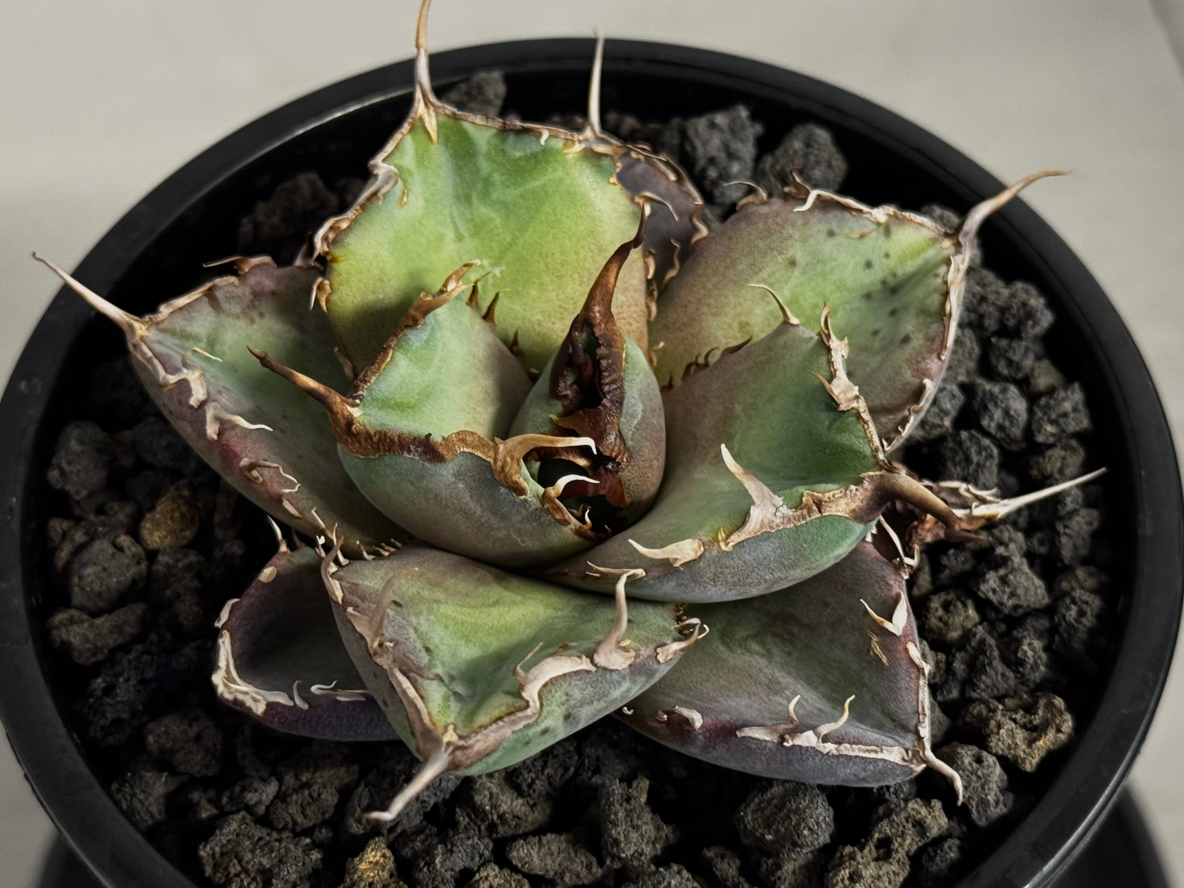 アガベ・チタノタ 澳洲鑽石(芽)-006｜agave titanota australia d