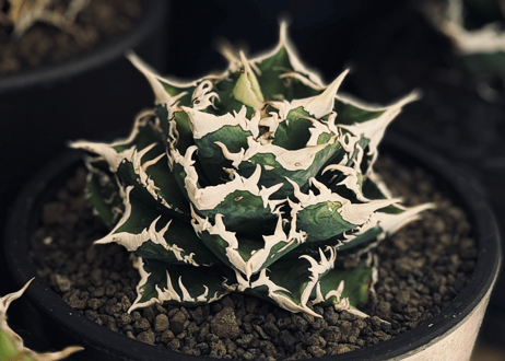 アガベ・チタノタ　CJ-Special（芽）-015｜agave titanota CJ-Special