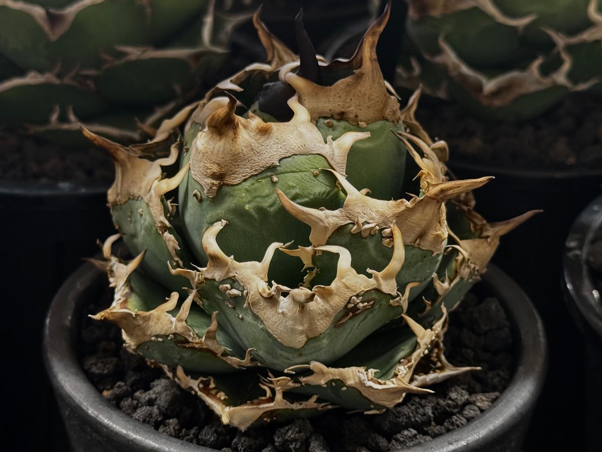アガベ・チタノタ 疣猪/丸叶背刺（芽）-019｜agave titanota warthog