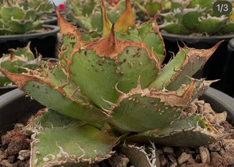 アガベ・チタノタ LQH_3(芽)-003｜agave titanota LQH_3 | Pl