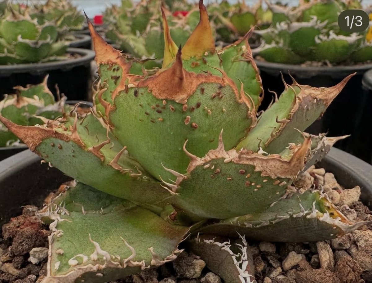 アガベ・チタノタ LQH_3(芽)-003｜agave titanota LQH_3 | Pl