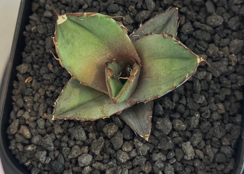 アガベ　チタノタ雲豹 アガベ・チタノタ 黒豹（芽）-060｜agave titanota black panther