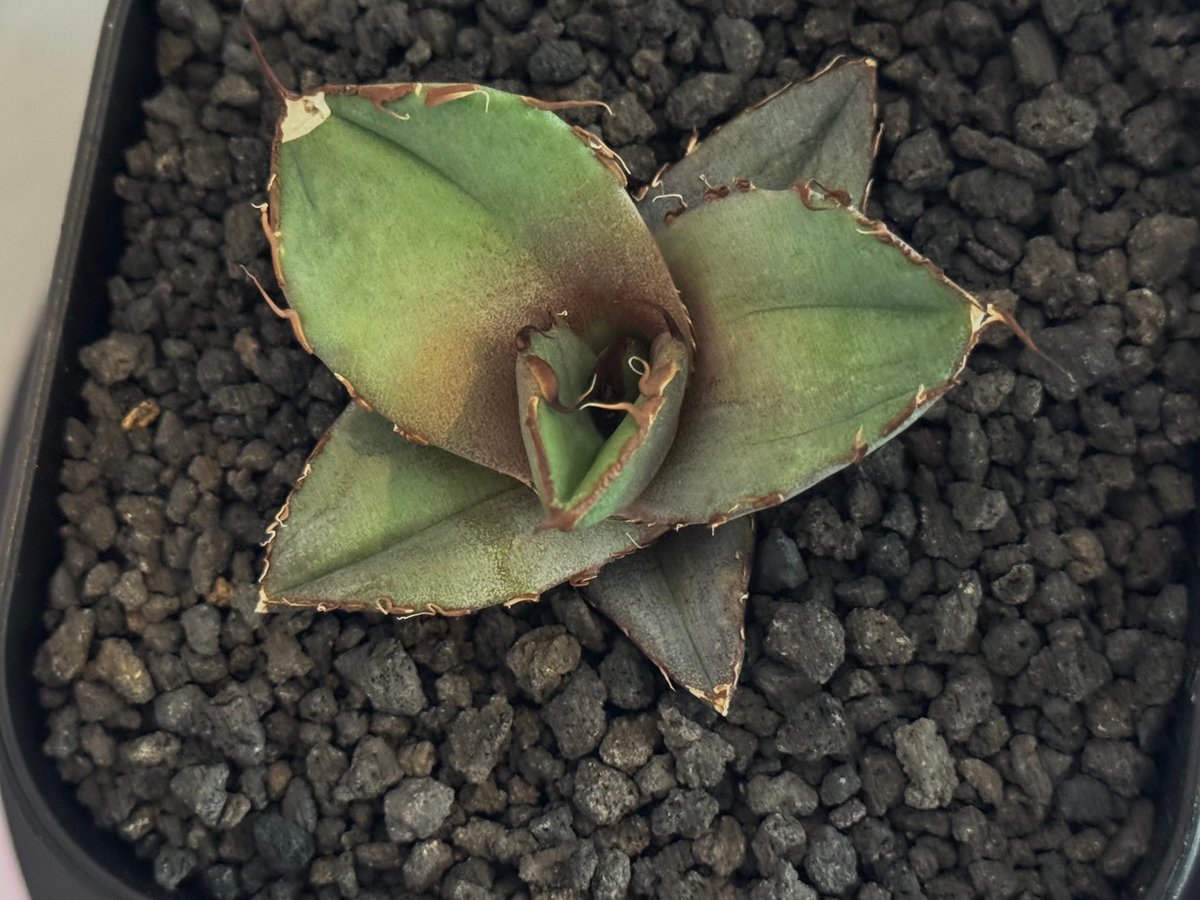 アガベ・チタノタ 黒豹（芽）-060｜agave titanota black panther