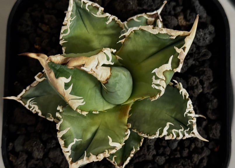 アガベ・チタノタ 白幽霊（芽）-005｜agave titanota white ghost