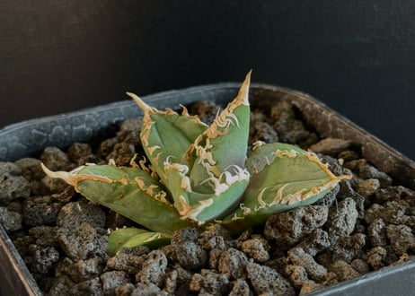CATEGORY Titanota White ghost｜白幽霊 | Plus_Plants