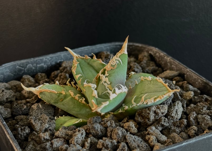 現品！◇アガベ チタノタ 白妖・ベアルート苗◇Agave Titanota