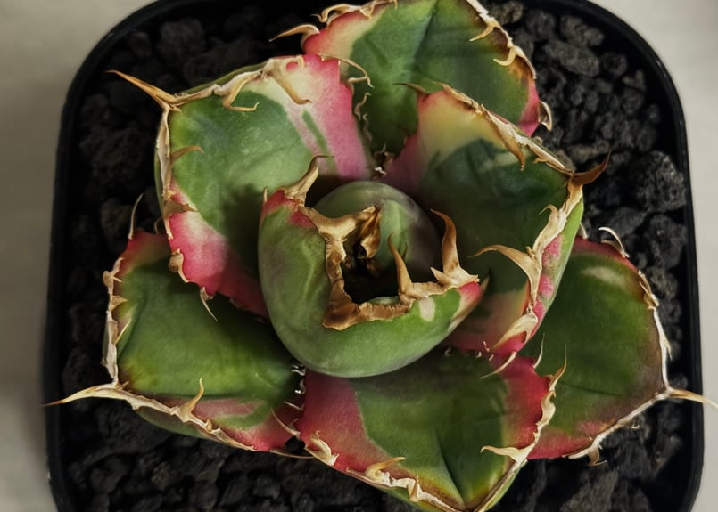アガベ・チタノタ白鯨（覆輪）芽-011｜agave titanota white whale