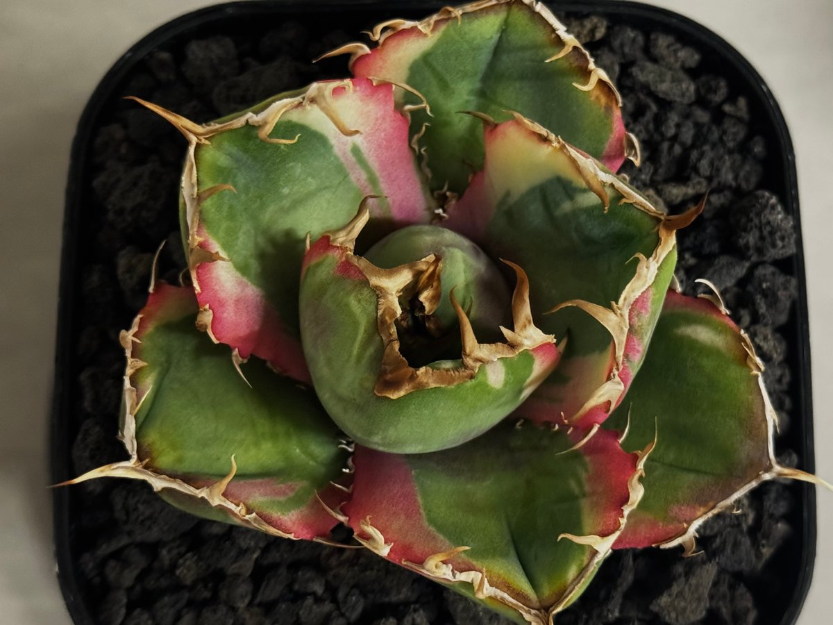 アガベ・チタノタ白鯨（覆輪）芽-011｜agave titanota white whale