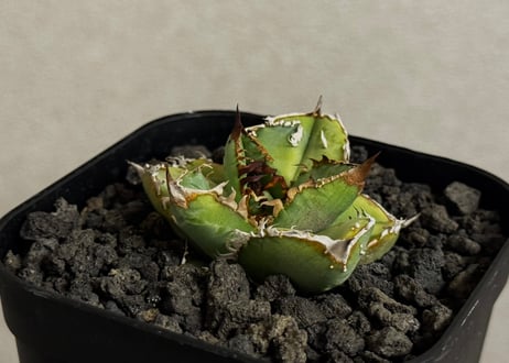 Plus_Plants STORE