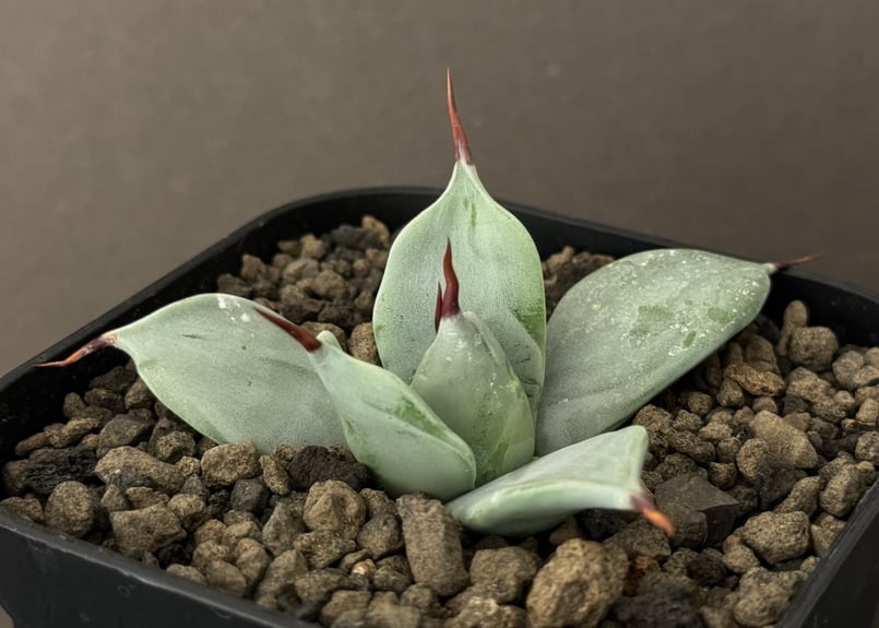 アガベ・一本刺｜（芽）-001｜ agave isthmensis inermis | Plu