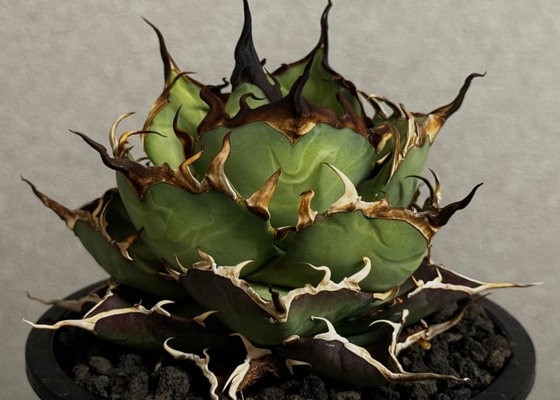 アガベ　ハデス(黒帝斯) アガベ・チタノタ ハデス (黒帝斯)_小-012｜agave titanota hades |