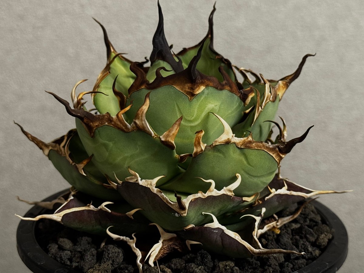 アガベ 黒帝斯 ハデス 親株 アガベ・チタノタ ハデス (黒帝斯) 中-039｜agave titanota hades |