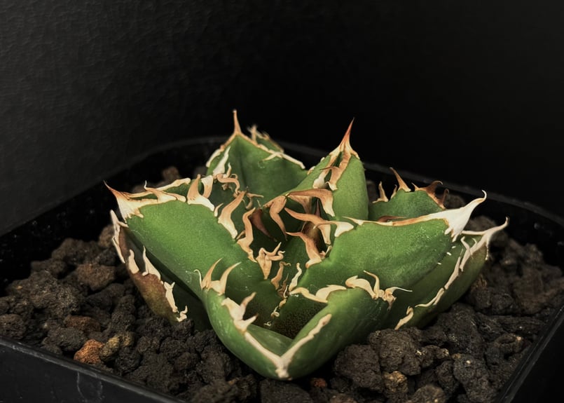 アガベ・チタノタ CG01 追星（芽/大）-015｜agave CG01/Cok | Plus