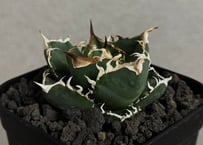 アガベ・チタノタ 阿修羅(小株)-017｜Agave titanota ashura | Pl