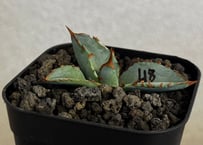アガベ・チタノタブルー選抜/L18（芽）-005｜agave titanotablue_L18