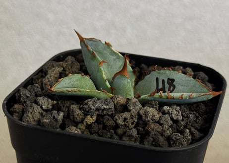 アガベ・チタノタブルー選抜/L18（芽）-005｜agave titanotablue_L18