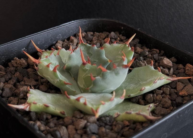 アガベ・姫蠍蟹 (小株)-004｜Agave gypsophila x isthmensis