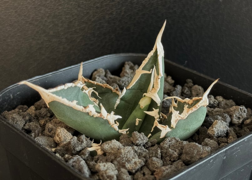 アガベ・チタノタ 狼人（芽）-029｜agave titanota were wolf | P