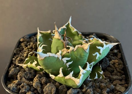 アガベ・チタノタ 狂雨/狂刺小雨新白鯨（小株）- 003｜agave titanota green solar
