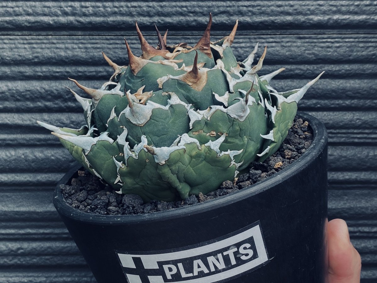 アガベ　狂棘夕映　夕映厳竜 図鑑 – アガベ チタノタ 狂刺夕映 – 品種紹介 | アガベ図鑑