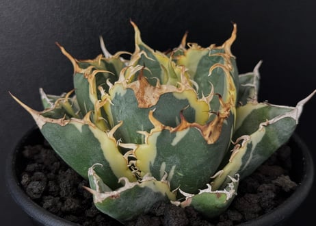 アガベ・チタノタ白鯨（覆輪）芽-008｜agave titanota white whale ver.margination